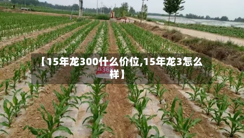 【15年龙300什么价位,15年龙3怎么样】